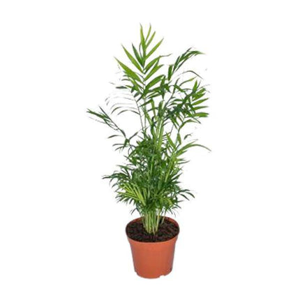 Mexikanische Bergpalme – Chamaedorea Elegans – Ø17cm x H55cm – Pflegeleichte Zimmerpalme – Für Halbschatten – Luftreinigend – Im Pflanztopf