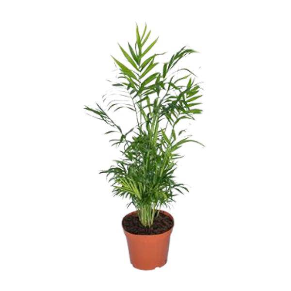Mexikanische Bergpalme – Chamaedorea Elegans – Ø17cm x H55cm – Pflegeleichte Zimmerpalme – Für Halbschatten – Luftreinigend – Im Pflanztopf