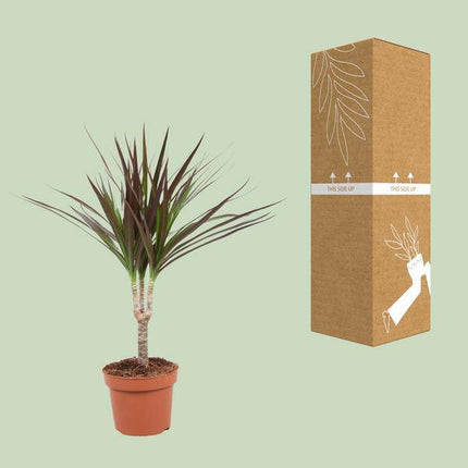 Drachenbaum – Dracaena Magenta – Ø12cm – Höhe ca. 50cm – Pflegeleichte Zimmerpflanze – Tropische Blattschmuckpflanze für Innenräume