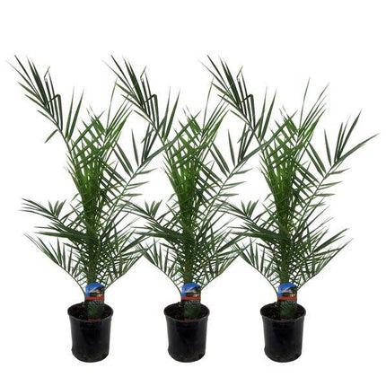 Phoenix Canariensis – Kanarische Dattelpalme – Zimmerpflanze – Ø15cm – Höhe ca. 80cm – 3 Pflanzen – Tropische Palme für Wohnzimmer, Wintergarten und Terrasse