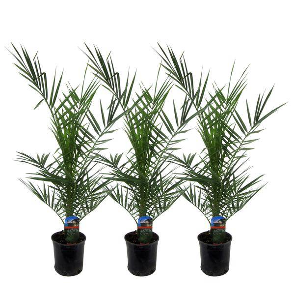 Phoenix Canariensis – Kanarische Dattelpalme – Zimmerpflanze – Ø15cm – Höhe ca. 80cm – 3 Pflanzen – Tropische Palme für Wohnzimmer, Wintergarten und Terrasse