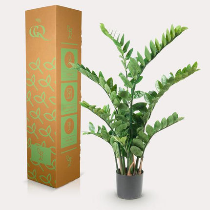 Kunstpflanze Zamioculcas – Zimmerpalme – 110cm – Hochwertige künstliche Pflanze mit naturgetreuen ovalen Blättern – Immergrüne Dekopflanze für Wohnzimmer, Büro & Flur – Pflegefrei & langlebig
