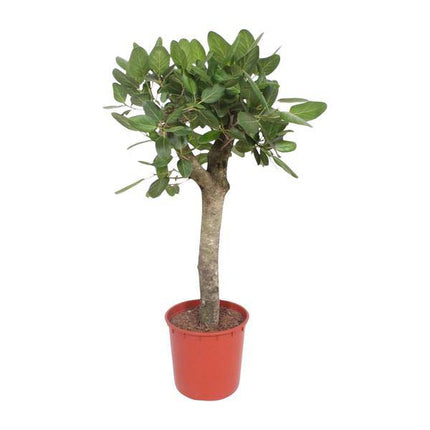 Ficus Benghalensis – Banyan – Feige auf Stamm – ca. 150cm Höhe – Zimmerpflanze mit großen glänzenden Blättern – Topfgröße Ø34cm – Elegante Innenraum