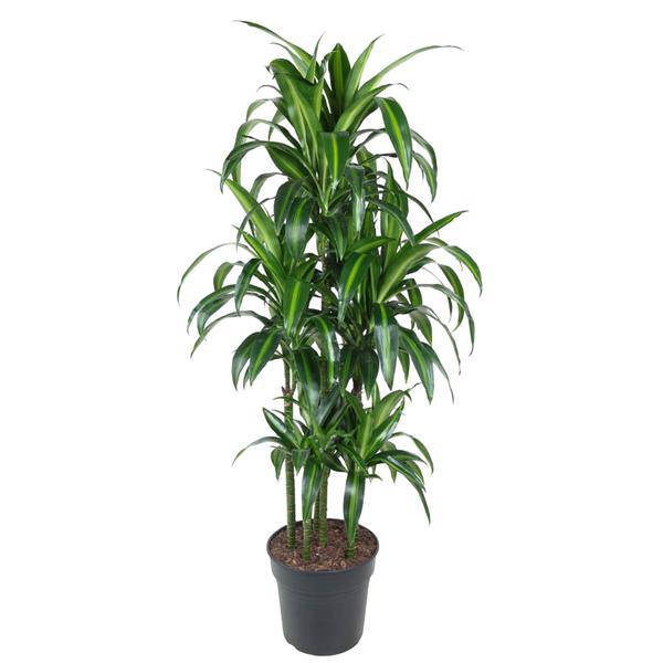 Drachenbaum – Dracaena Hawaiiana Karussell 150cm – Ø31cm – Zimmerpflanze mit langen glänzenden Blättern – Elegante pflegeleichte Grünpflanze für Wohnzimmer, Büro & Wintergarten