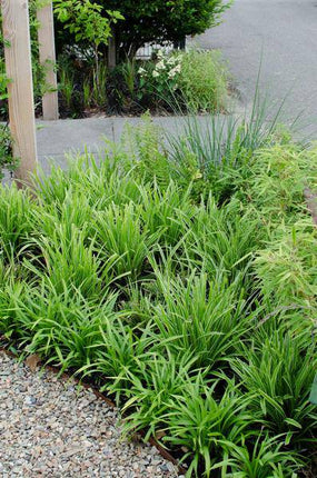 Weißrandige Segge – Carex morrowii 'Icedance' – Immergrünes Ziergras – Winterhart & pflegeleicht – Ø14cm – Ca. 30cm hoch