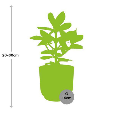 Balsamapfel – Clusia Princess – dekorative Zimmerpflanze – pflegeleicht & robust – Ø14cm – mit Vibes Fold Gelb Übertopf