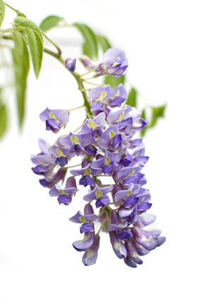 Chinesischer Blauregen – Wisteria sinensis ‘Prolific’ – Glyzinie – Ø15cm – ca. 65cm hoch – lila Blütentrauben