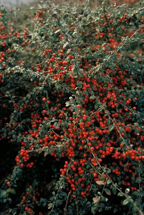 Teppichmispel Cotoneaster suecicus 'Coral Beauty' – 60 Pflanzen – ↕10-25cm – Ø9cm – Winterhart & Bodendecker – Blüten & Beeren für Garten & Balkon
