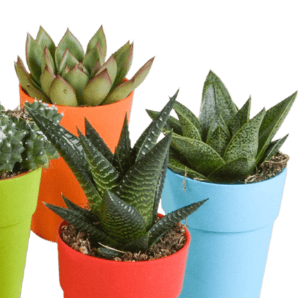 Sukkulenten & Kakteen Mix – 15 Pflanzen – Ø5,5cm Zimmerpflanzen im farbigen Kunststofftopf – Verschiedene Mini-Sukkulenten & Kakteen – Pflegeleichte Pflanzen für Fensterbank, Büro & Wohnzimmer