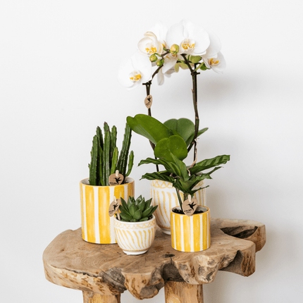 Topf Granada – Gelb – Ø6cm – Dekorativer Blumentopf aus Keramik im mediterranen Stil – Glasiertes Pflanzgefäß – Mini – Übertopf für Zimmerpflanzen