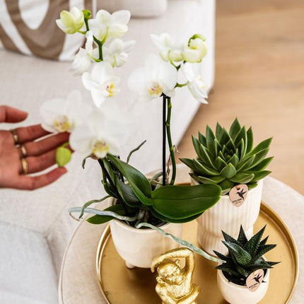 Pflanzenset Luxury Living – Weiße Phalaenopsis-Orchidee Amabilis + Sukkulenten – Travertin Keramik-Ziertöpfe – Inkl. verspieltem Affenzubehör – Trendiges Indoor-Deko-Set