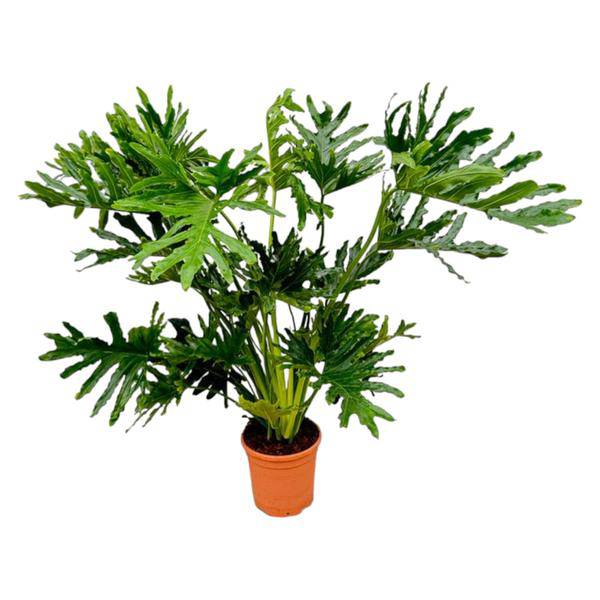 Baum-Philodendron – Philodendron Selloum – ca. 130cm hoch – Ø24cm – Tropische Zimmerpflanze mit großen, gelappten Blättern – Dekorative Grünpflanze für Wohnzimmer & Büro