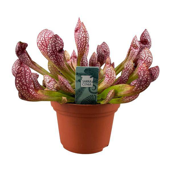 Schlauchpflanze – Sarracenia Scarlet Belle – fleischfressende Zimmerpflanze – Ø12cm – ca. 40cm hoch – exotische Karnivore für Innen & Balkon