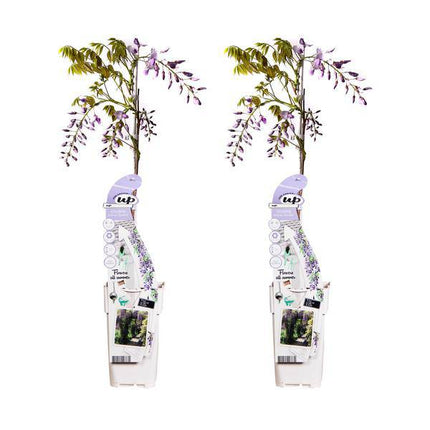 Chinesischer Duft-Blauregen – Wisteria sinensis 'Caroline' – 2 Pflanzen – Ø15cm – ca. 65cm hoch – Winterharte Kletterpflanze mit blau-lila Blütentrauben für Garten, Pergola & Zaun