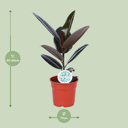 Gummibaum – Ficus Elastica Abidjan – Zimmerpflanze – Ø17cm – ca. 55cm hoch – dekorative & pflegeleichte Grünpflanze für Zuhause & Büro