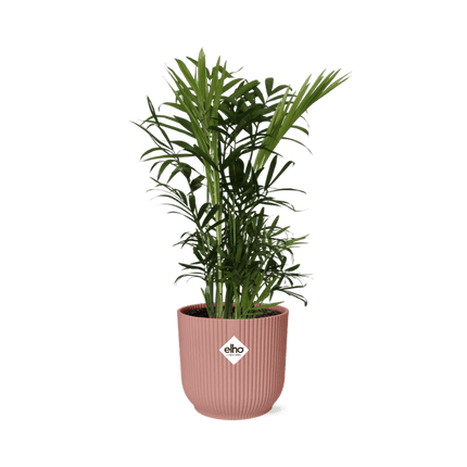 Mexikanische Bergpalme – Chamaedorea Elegans – elegante Zimmerpflanze – pflegeleicht & luftreinigend – Ø14cm Topf – mit Vibes Fold Rosa Übertopf