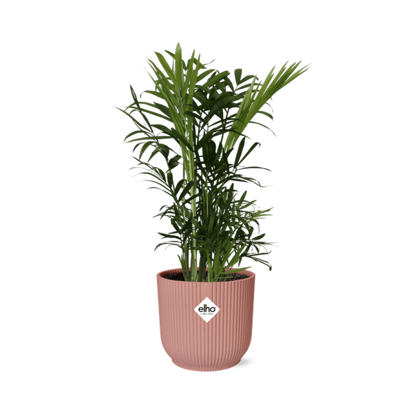 Mexikanische Bergpalme – Chamaedorea Elegans – elegante Zimmerpflanze – pflegeleicht & luftreinigend – Ø14cm Topf – mit Vibes Fold Rosa Übertopf