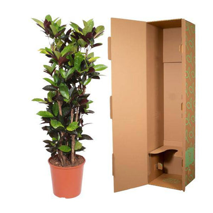 Wunderstrauch – Codiaeum Iceton Croton Iceton – Zimmerpflanze ca. 140cm Höhe – Ø27cm Topf – farbenfrohe Blattschmuckpflanze für Innenräume