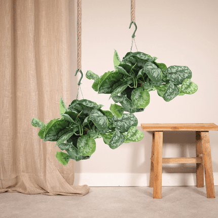 Efeutute – Scindapsus pictus Trebie Epipremnum – 2 Pflanzen – Ø15cm – Höhe ca. 25cm – Pflegeleichte Zimmerpflanzen – Rank- & Hängepflanzen mit silber gemusterten Blättern