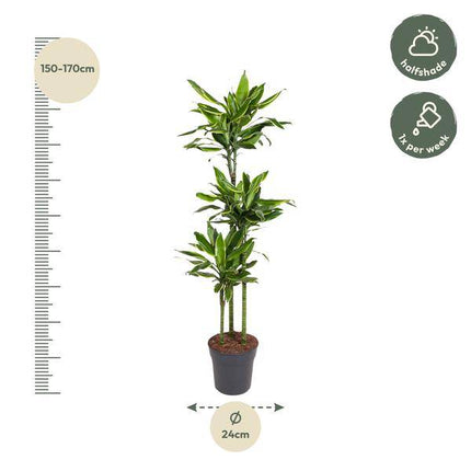 Drachenbaum – Dracaena Golden Coast 160cm – Ø24cm – Zimmerpflanze mit grünen & goldgelben Blättern – Elegante pflegeleichte Dekopflanze für Wohnzimmer, Büro & Wintergarten