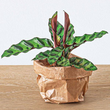 Flaschengarten Set – Calathea Lancifolia – DIY Terrarium Starter-Kit & Nachfüllpack – Mini-Ökosystem mit Fittonia & Blumenzwiebeln – Inkl. Anleitung & Zubehör