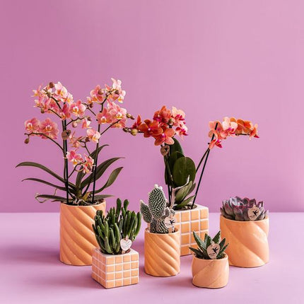 Candy Dekotopf Pfirsich – Ø6cm – Keramik Übertopf in Pastellfarbe – Stilvoller Blumentopf für Zimmerpflanzen & Orchideen – Fröhlicher Pflanzentopf