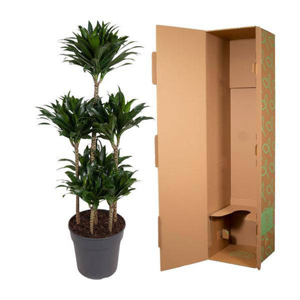 Drachenbaum – Dracaena Compacta Karussell 130cm – Ø31cm – Zimmerpflanze mit dunkelgrünen glänzenden Blättern – Robuste pflegeleichte Grünpflanze für Wohnzimmer, Büro & Wintergarten