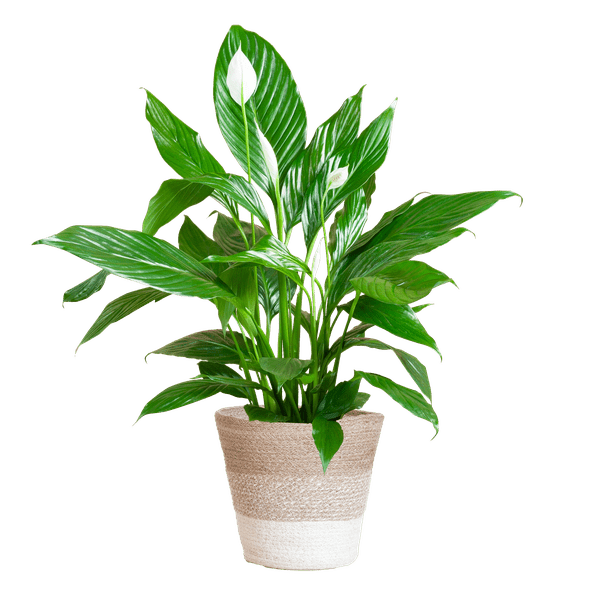 Scheidenblatt – Spathiphyllum – ↕80 cm – Ø21 cm-Topf + Weißer Korb „Lissabon“ – Zimmerpflanze mit weißen Blüten – Luftreinigend & pflegeleicht