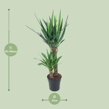 Riesen-Palmlilie Yucca Elephantipes – Ø21cm – ↕100cm – Pflegeleichte Zimmerpflanze mit schwertförmigen Blättern – Robuste Grünpflanze für Wohnzimmer, Büro & Wintergarten