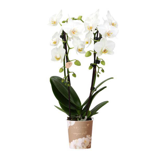 Weiße Phalaenopsis-Orchidee Niagara Fall – Ø9cm – Blühende Zimmerpflanze – Luxuriöse, langlebige weiße Blüten – 35-40cm hoch