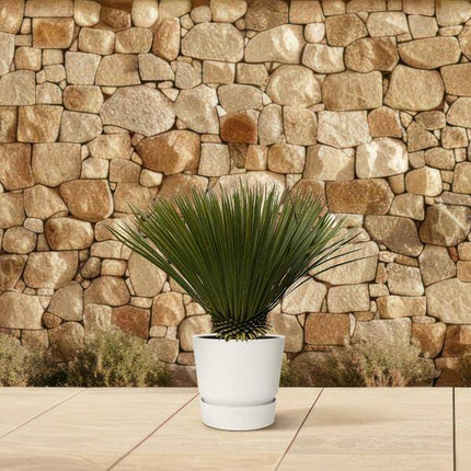 Palmlilie – Yucca Rostrata – Zimmerpflanze 80cm – Ø30cm – Exotische Wüstenpflanze mit blaugrauen Blättern – Pflegeleichte Kübelpflanze für Wohnzimmer, Terrasse & Wintergarten