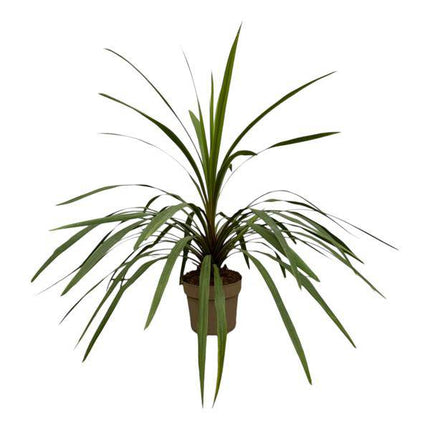 Cordyline Peko – Berg-Keulenlilie – Zimmerpflanze – Ø24cm – Höhe ca. 90cm – tropische Zierpflanze mit grünen und rosafarbenen Blättern