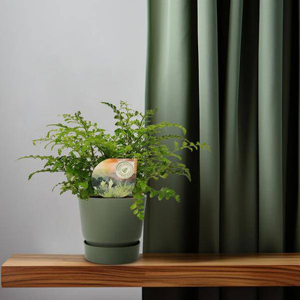 Nestfarn – Asplenium Parvati – Zimmerpflanze – Ø12cm – ca. 35cm hoch – dekorativer Rippenfarn für Innenräume