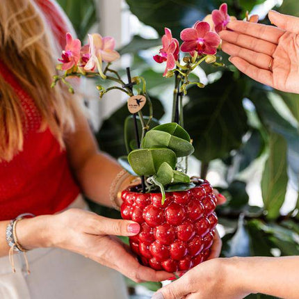 Beeren – Topf Zimmerpflanze Ø9cm – pflegeleichte Grünpflanze für Wohnzimmer, Büro & helle Standorte kaufen