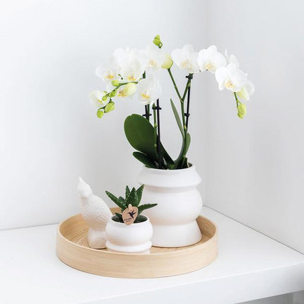 Überraschungsbox Orchideen – 4 verschiedene Pflanzen Ø9cm – Orchideen frisch vom Züchter – Pflegeleichte Zimmerpflanzen ohne Übertopf – Phalaenopsis Mix oder einfarbig
