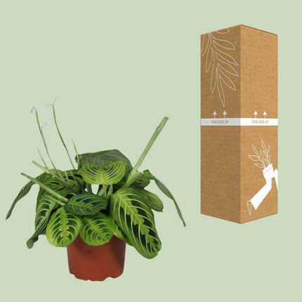 Pfeilwurz – Maranta Leuconeura Fascinator Lemon Lime – Prayer Pflanze – Zimmerpflanze – Ø12cm – ca. 30cm hoch – luftreinigende Tropenpflanze