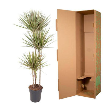 Drachenbaum – Dracaena Bicolor Carrousel 150cm – Ø24cm – Zimmerpflanze mit zweifarbigen Blättern in Grün & Cremeweiß – Pflegeleichte dekorative Grünpflanze für Wohnzimmer, Büro & Wintergarten