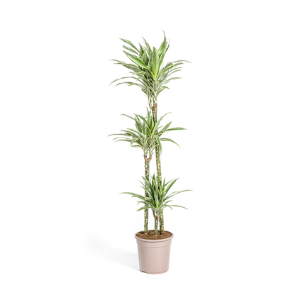 Dracaena Deremensis White Stripe – Drachenbaum – Ø24cm – ↕130-150cm – Elegante Zimmerpflanze mit weißen Blattstreifen – Pflegeleicht & luftreinigend