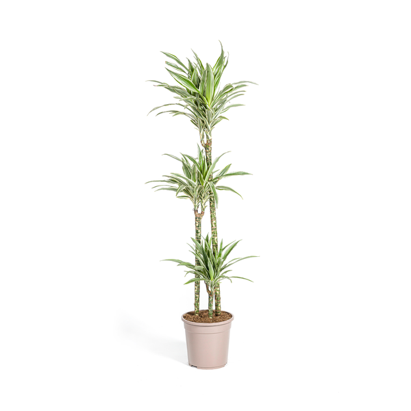 Dracaena Deremensis White Stripe – Drachenbaum – Ø24cm – ↕130-150cm – Elegante Zimmerpflanze mit weißen Blattstreifen – Pflegeleicht & luftreinigend