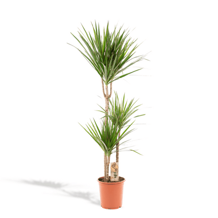 Drachenbaum Dracaena Marginata – Zimmerpflanze – Ø21cm x ↕120cm – Tropische Grünpflanze mit luftreinigend – Pflegeleicht