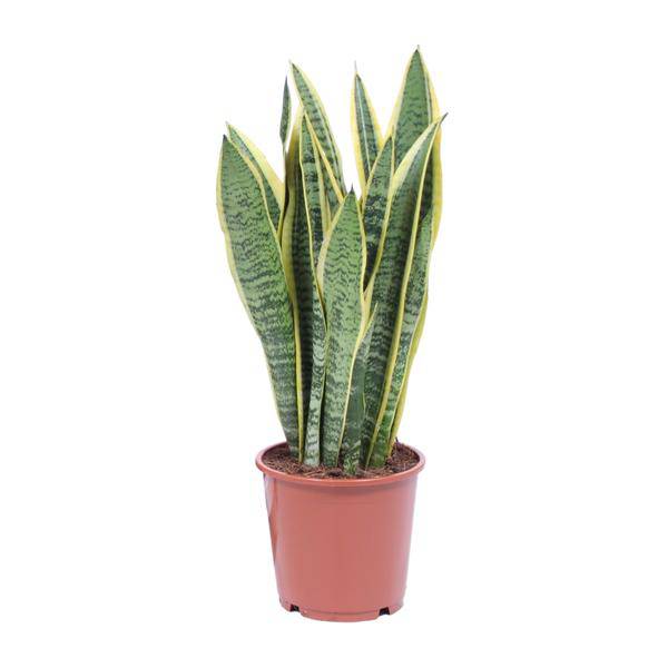 Bogenhanf Sansevieria Trifasciata Laurentii – Schwiegermutterzunge – Zimmerpflanze – Ø14 cm Topf – ca. 40-50 cm hoch – Luftreinigend & Pflegeleicht – Halbschatten