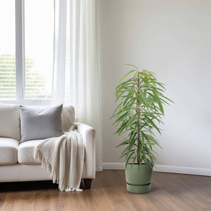 Schmalblättrige Birkenfeige – Ficus binnendijkii Alii – Ø21cm – Höhe ca. 80cm – Elegante Zimmerpflanze mit glänzenden Blättern – Pflegeleicht & dekorativ für Zuhause & Büro