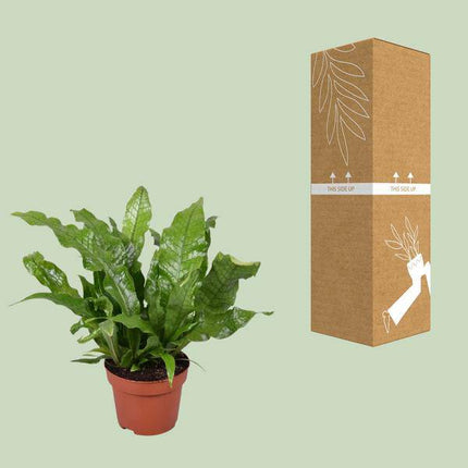 Krokodilfarn – Microsorum Crocodyllus – tropische Zimmerpflanze – Ø12cm – ca. 30cm hoch – dekorativer Farn für Innenräume