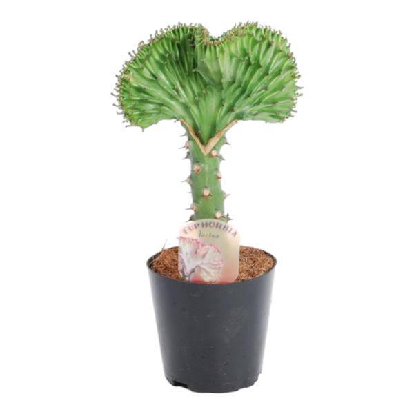 Euphorbia lactea Cristata Grün – Korallen-Wolfsmilch – Zimmerpflanze ca. 30cm – ø10,5cm – Exotische Sukkulente in Korallenform – Pflegeleichte Kaktuspflanze für sonnige Standorte