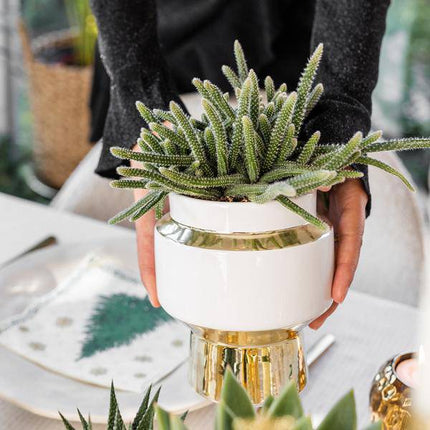 Sukkulenten 2er – Set in eleganten Le Chic Keramiktöpfen – Ø9cm – Pflegeleichte Grünpflanzen – Weiß mit goldenen Details – Dekoratives Pflanzen
