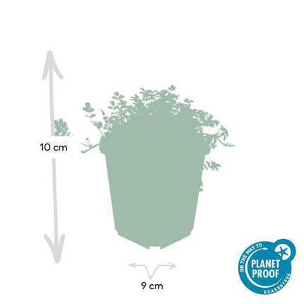 Acaena microphylla 'Kupferteppich' – Braunrotes Stachelnüsschen – Bodendecker Ø9cm ↕10-25cm – Pflegeleicht & winterhart – 6 Pflanzen