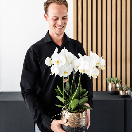 Orchidee Gent Weiß – 4er Set – Zimmerpflanzen mit weißen Blüten – Ø12cm – Frisch vom Bauern – Langlebige Blüte – Elegante Wohnraum-Deko