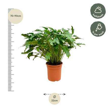 Philodendron Xanadu – Baumfreund – ca. 80cm hoch – Ø27cm – Tropische Zimmerpflanze mit dekorativen Blättern – Pflegeleichte Grünpflanze für Wohnzimmer & Büro