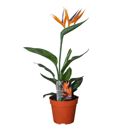 Strelitzia Reginae – Paradiesvogelblume – Zimmerpflanze mit Kunstblüte – ↕35cm – Ø13cm – Exotische Pflanze für Wohnzimmer, Büro & Balkon