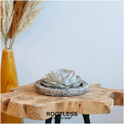 Sukkulente – Echeveria lilacina ROOTLESS – Ø20cm Schale „Concrete“ – Zimmerpflanze ohne Wurzeln – Pflegeleichte Schnitt-Sukkulente als Tischdeko & Geschenkidee